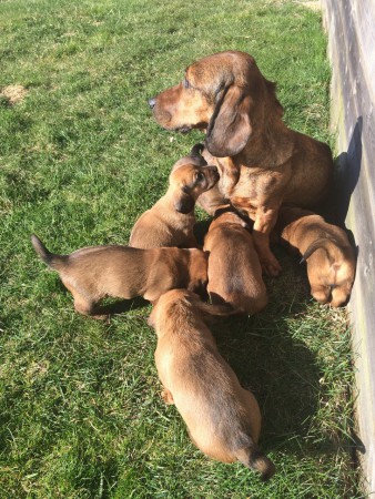 Groa håller koll på valparna